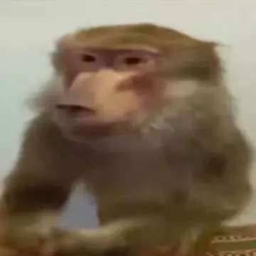 Кишлак POPSA 2025